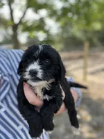 Jasper , a male Cockapoo for sale in Moultrie, GA – 1 of 5