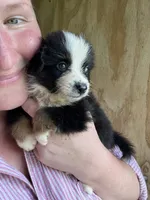 Rita, a female Miniature Australian Shepherd for sale in Moultrie, GA – 7 of 7