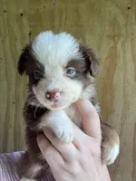 Roxxie , a female Miniature Australian Shepherd for sale in Moultrie, GA – 7 of 8