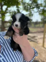 Bella, a female Miniature Australian Shepherd for sale in Moultrie, GA – 3 of 3