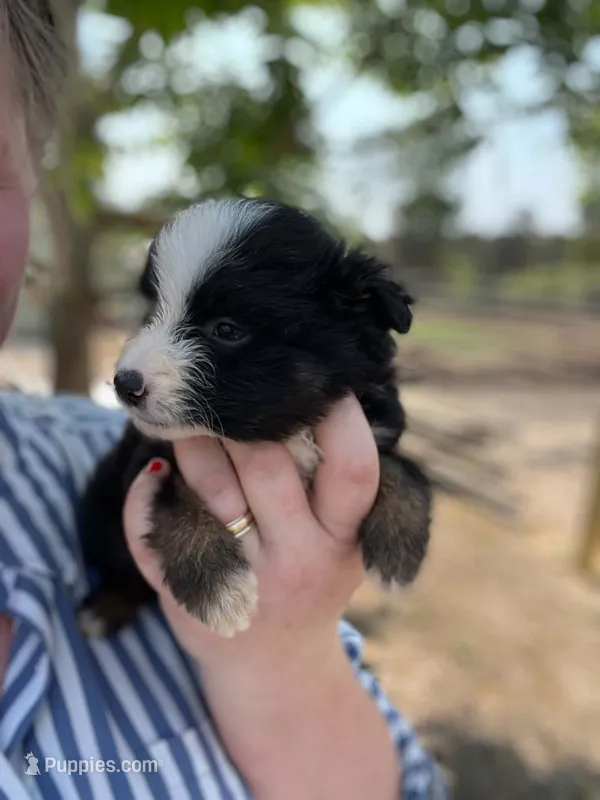 Bella – Miniature Australian Shepherd puppy for sale in Moultrie, GA