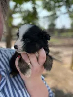 Bella, a female Miniature Australian Shepherd for sale in Moultrie, GA – 1 of 3