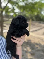 Jasmine , a female Cockapoo for sale in Moultrie, GA – 3 of 5