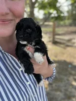 Jennie, a female Cockapoo for sale in Moultrie, GA – 1 of 4