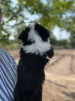 Teddy, a male Miniature Australian Shepherd for sale in Moultrie, GA – 3 of 7