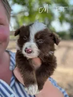 Redman, a male Miniature Australian Shepherd for sale in Moultrie, GA – 3 of 3