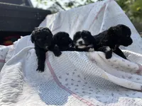 Jayden, a male Cockapoo for sale in Moultrie, GA – 3 of 4