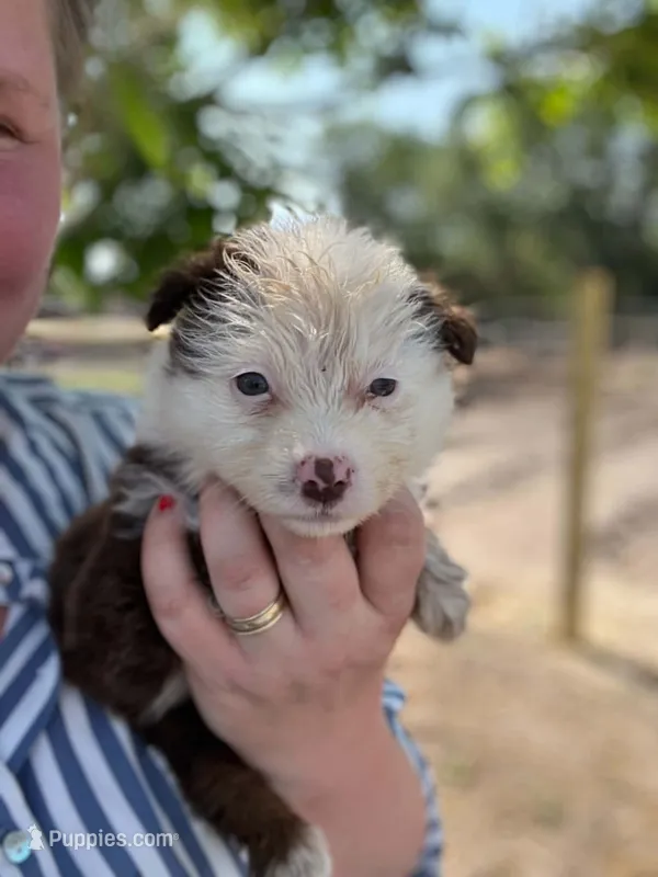 Herferd – Miniature Australian Shepherd puppy for sale in Moultrie, GA