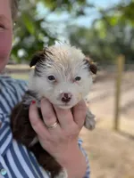 Herferd, a female Miniature Australian Shepherd for sale in Moultrie, GA – 1 of 5