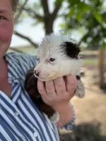 Herferd, a female Miniature Australian Shepherd for sale in Moultrie, GA – 5 of 5