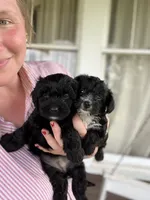 Daphne, a female Yorkipoo for sale in Moultrie, GA – 2 of 5