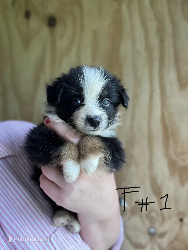 Rita – Miniature Australian Shepherd puppy for sale in Moultrie, GA