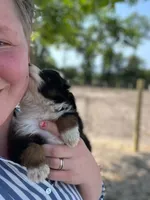 Teddy, a male Miniature Australian Shepherd for sale in Moultrie, GA – 4 of 7