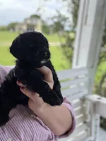 Rosie, a female Yorkipoo for sale in Moultrie, GA – 4 of 6
