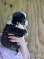 Rita, a female Miniature Australian Shepherd for sale in Moultrie, GA – 2 of 7