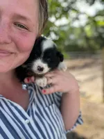 Teddy, a male Miniature Australian Shepherd for sale in Moultrie, GA – 2 of 7