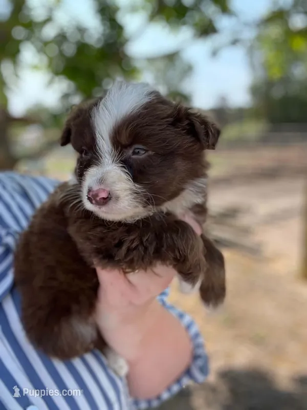 Redman – Miniature Australian Shepherd puppy for sale in Moultrie, GA