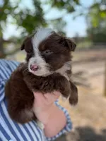 Redman, a male Miniature Australian Shepherd for sale in Moultrie, GA – 1 of 3