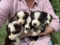 Rita, a female Miniature Australian Shepherd for sale in Moultrie, GA – 5 of 7