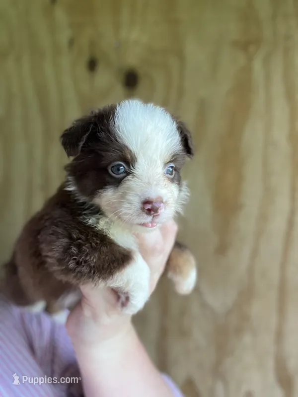 Roxxie  – Miniature Australian Shepherd puppy for sale in Moultrie, GA