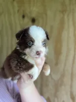 Roxxie , a female Miniature Australian Shepherd for sale in Moultrie, GA – 1 of 8