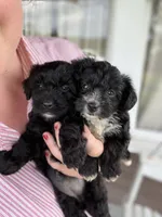 Rosie, a female Yorkipoo for sale in Moultrie, GA – 5 of 6
