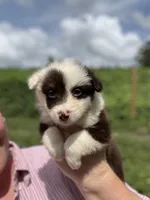 Remi, a female Miniature Australian Shepherd for sale in Moultrie, GA – 4 of 8