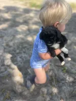 Jennie, a female Cockapoo for sale in Moultrie, GA – 3 of 4