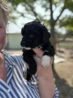 Jennie, a female Cockapoo for sale in Moultrie, GA – 2 of 4
