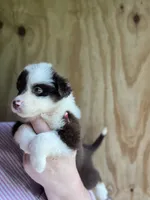 Remi, a female Miniature Australian Shepherd for sale in Moultrie, GA – 2 of 8