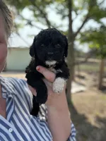 Jennie, a female Cockapoo for sale in Moultrie, GA – 4 of 4