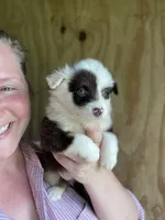 Remi, a female Miniature Australian Shepherd for sale in Moultrie, GA – 8 of 8