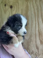 Rita, a female Miniature Australian Shepherd for sale in Moultrie, GA – 6 of 7