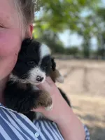 Teddy, a male Miniature Australian Shepherd for sale in Moultrie, GA – 5 of 7