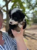 Teddy, a male Miniature Australian Shepherd for sale in Moultrie, GA – 1 of 7