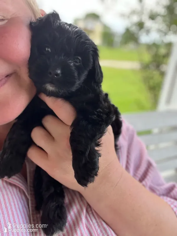 Rosie – Yorkipoo puppy for sale in Moultrie, GA