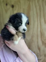 Rita, a female Miniature Australian Shepherd for sale in Moultrie, GA – 4 of 7