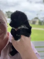 Daphne, a female Yorkipoo for sale in Moultrie, GA – 1 of 5