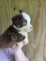 Roxxie , a female Miniature Australian Shepherd for sale in Moultrie, GA – 3 of 8