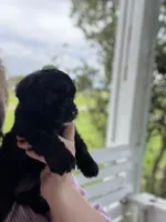 Rosie, a female Yorkipoo for sale in Moultrie, GA – 2 of 6