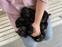 Daphne, a female Yorkipoo for sale in Moultrie, GA – 3 of 5