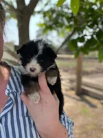 Dottie, a female Miniature Australian Shepherd for sale in Moultrie, GA – 3 of 4