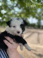 Celia, a female Miniature Australian Shepherd for sale in Moultrie, GA – 2 of 4
