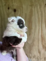 Remi, a female Miniature Australian Shepherd for sale in Moultrie, GA – 3 of 8