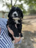 Jasper , a male Cockapoo for sale in Moultrie, GA – 2 of 5