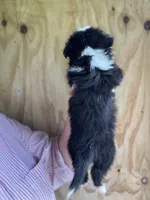 Rita, a female Miniature Australian Shepherd for sale in Moultrie, GA – 3 of 7