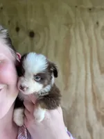 Roxxie , a female Miniature Australian Shepherd for sale in Moultrie, GA – 2 of 8