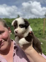 Remi, a female Miniature Australian Shepherd for sale in Moultrie, GA – 7 of 8