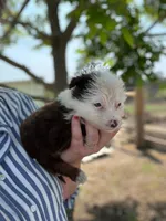 Herferd, a female Miniature Australian Shepherd for sale in Moultrie, GA – 2 of 5