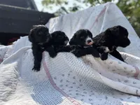 Jasmine , a female Cockapoo for sale in Moultrie, GA – 4 of 5